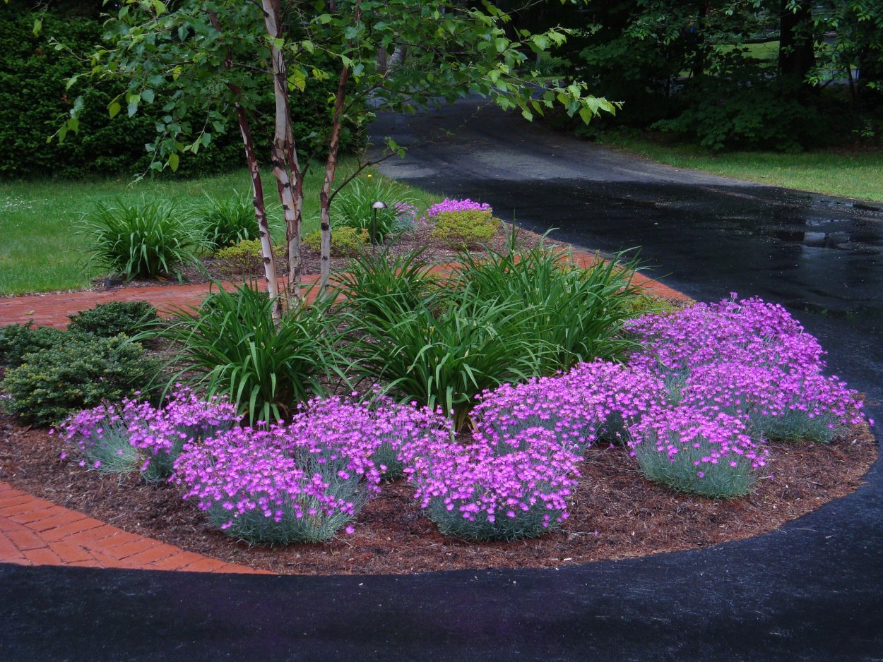 Флокс шиловидный в миксбордере