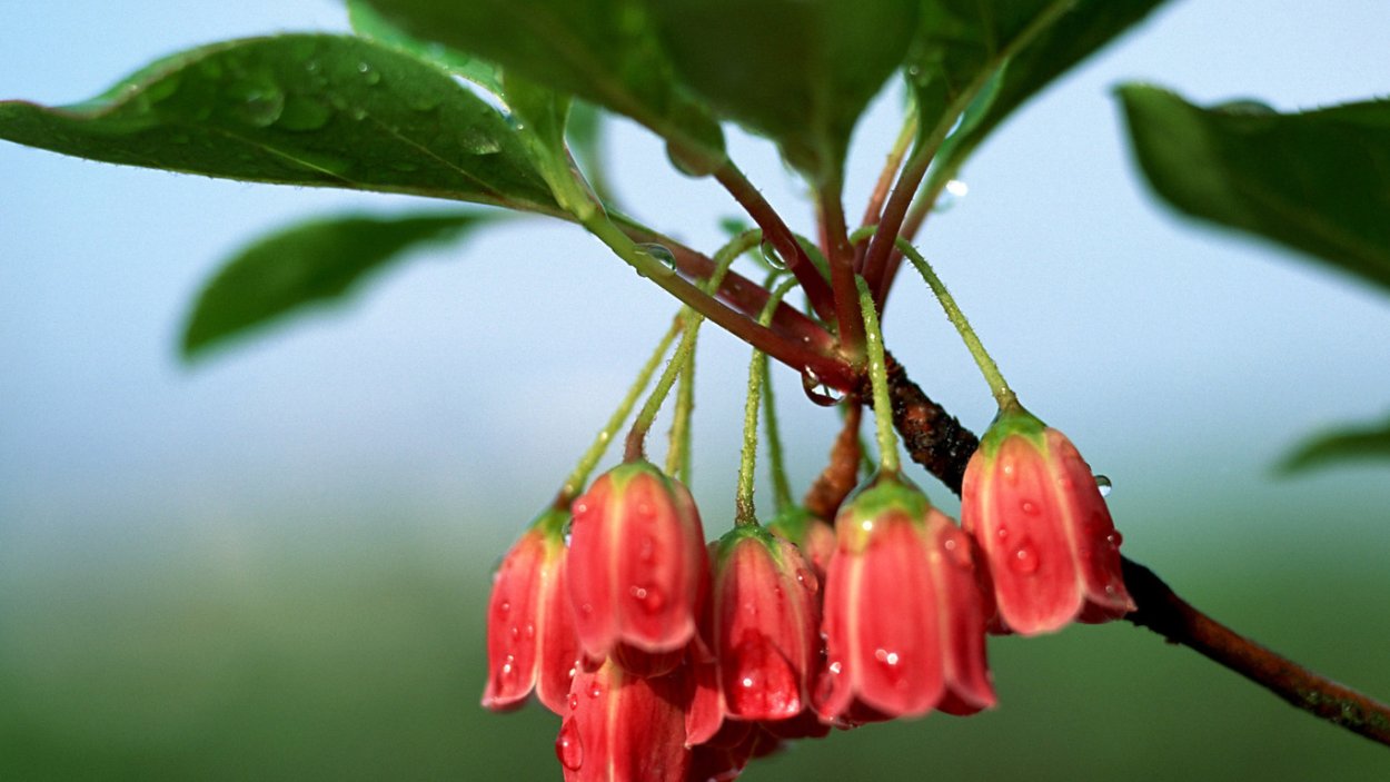 Цветок большой красный колокольчик