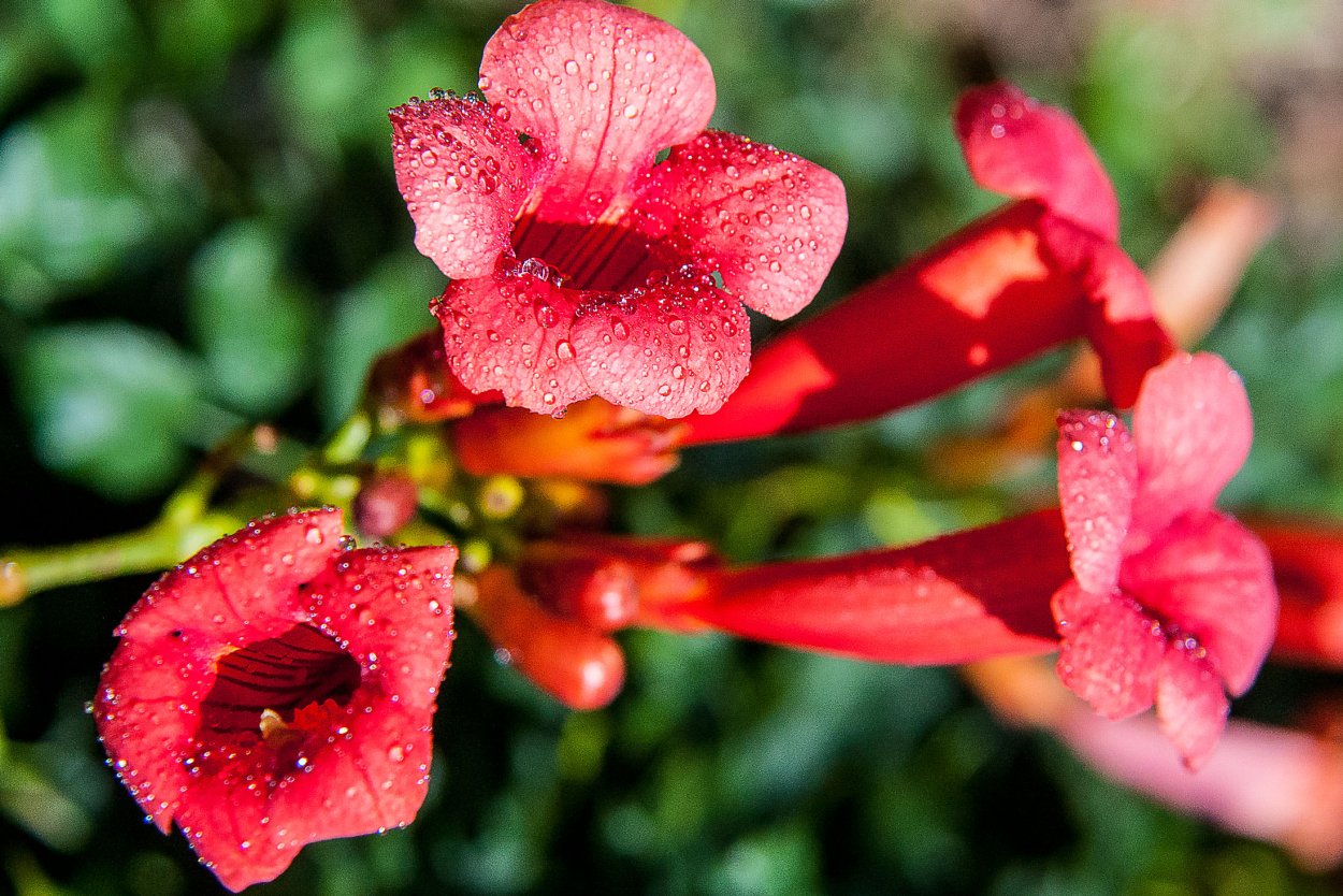 Цветы рыжие колокольчики