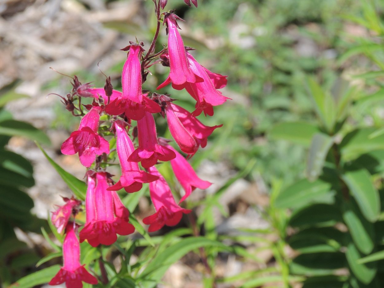 Кампанула персицифолия