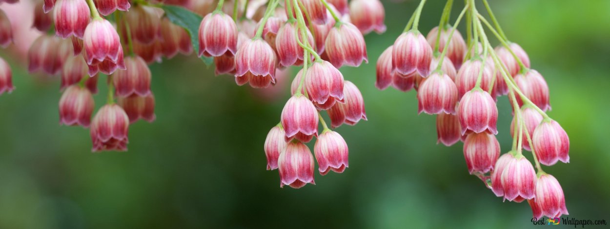 Колерия Carnival