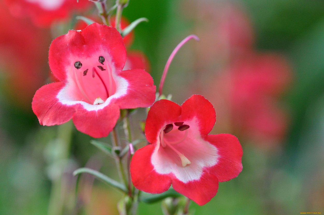 Колокольчик Эппл f1