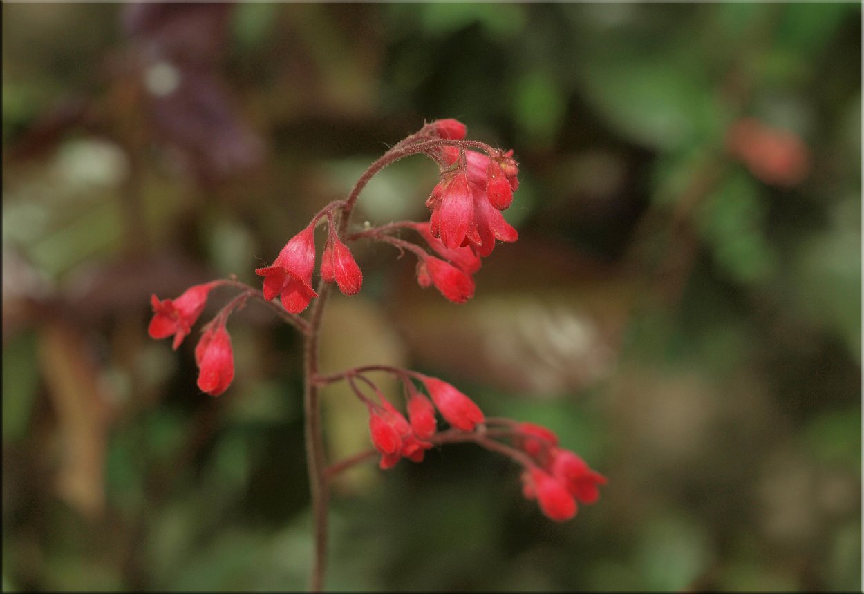Лапагерия чилийский колокольчик