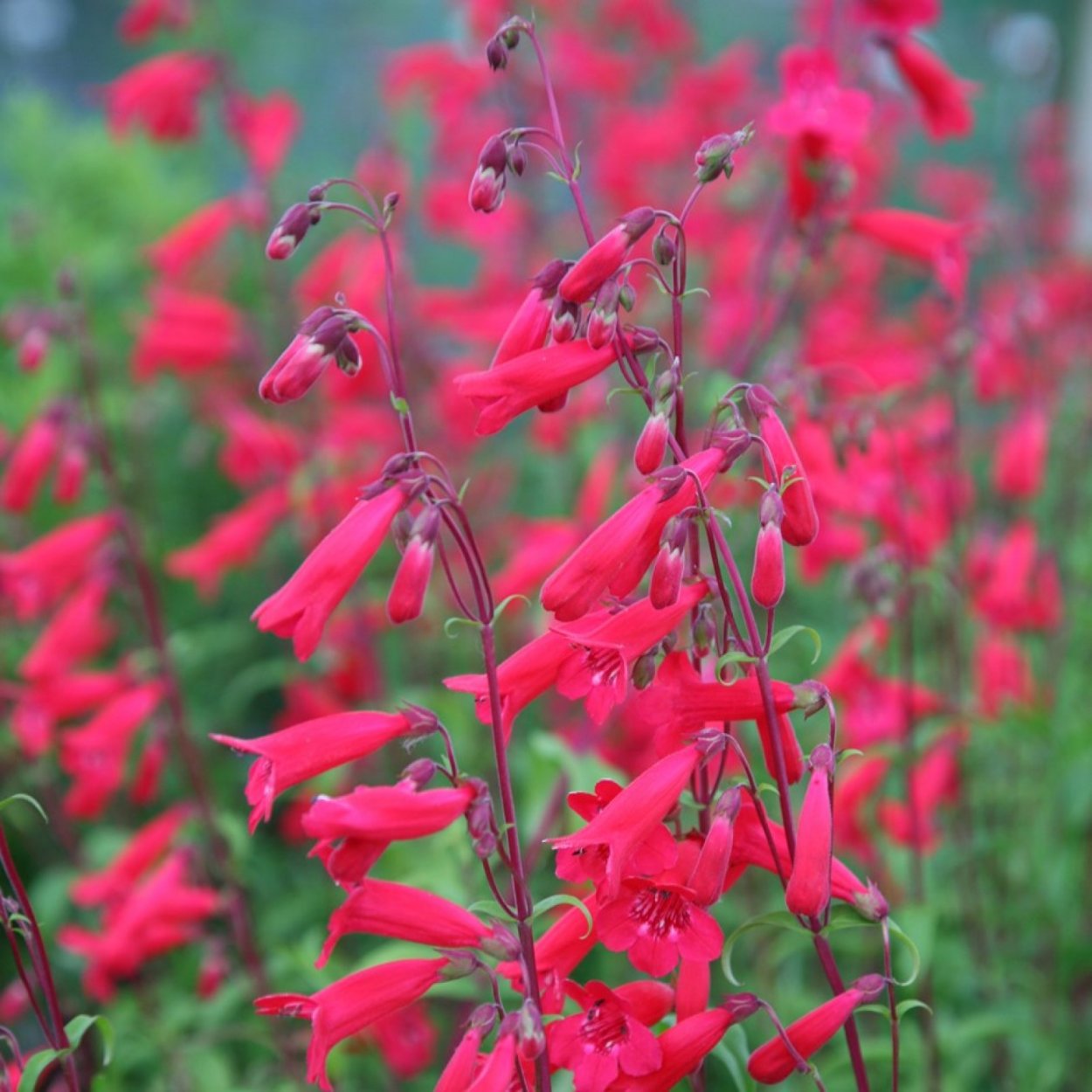 Колокольчик Кампанула