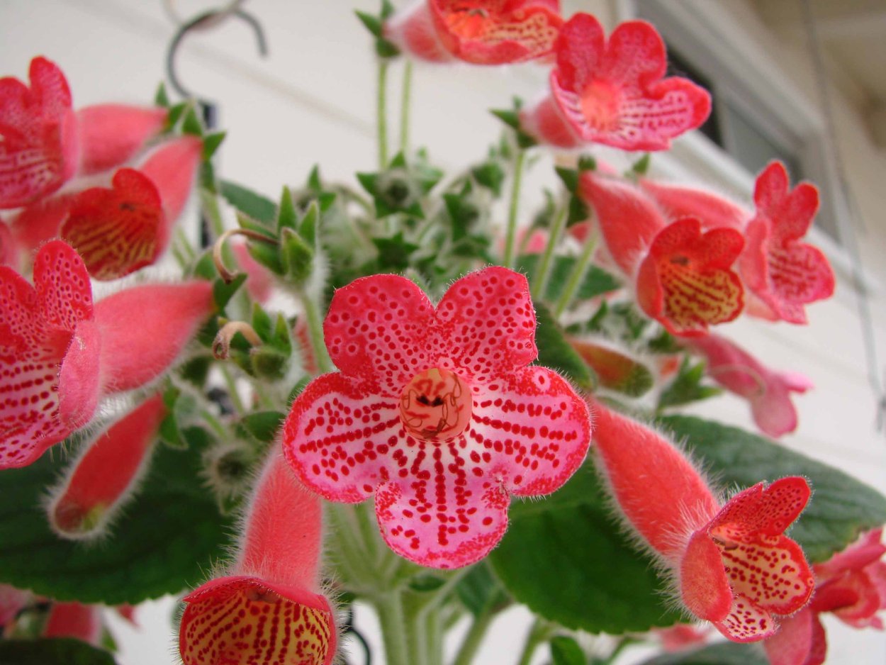 Лапагерия розовая