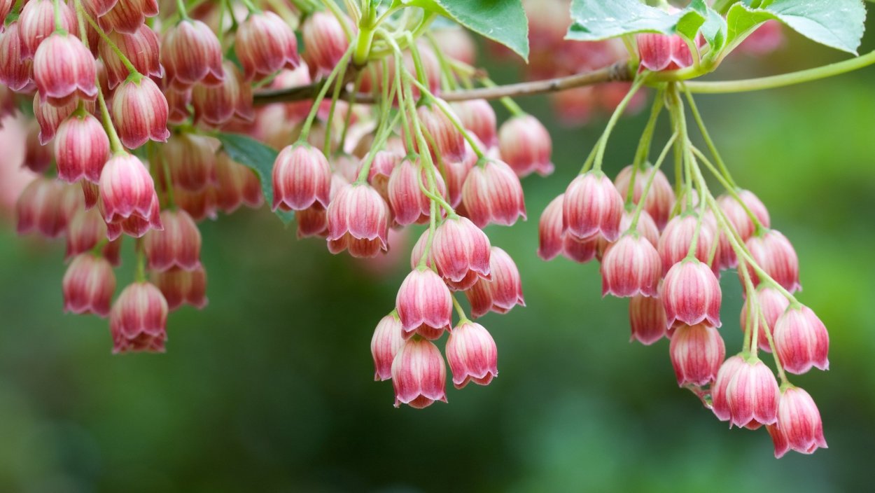 Растение с красными колокольчиками