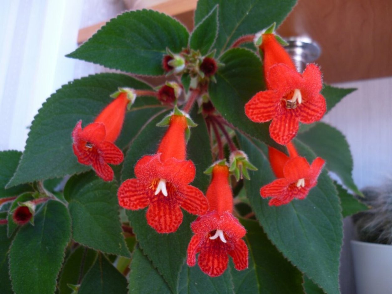 Лапажерия цветок