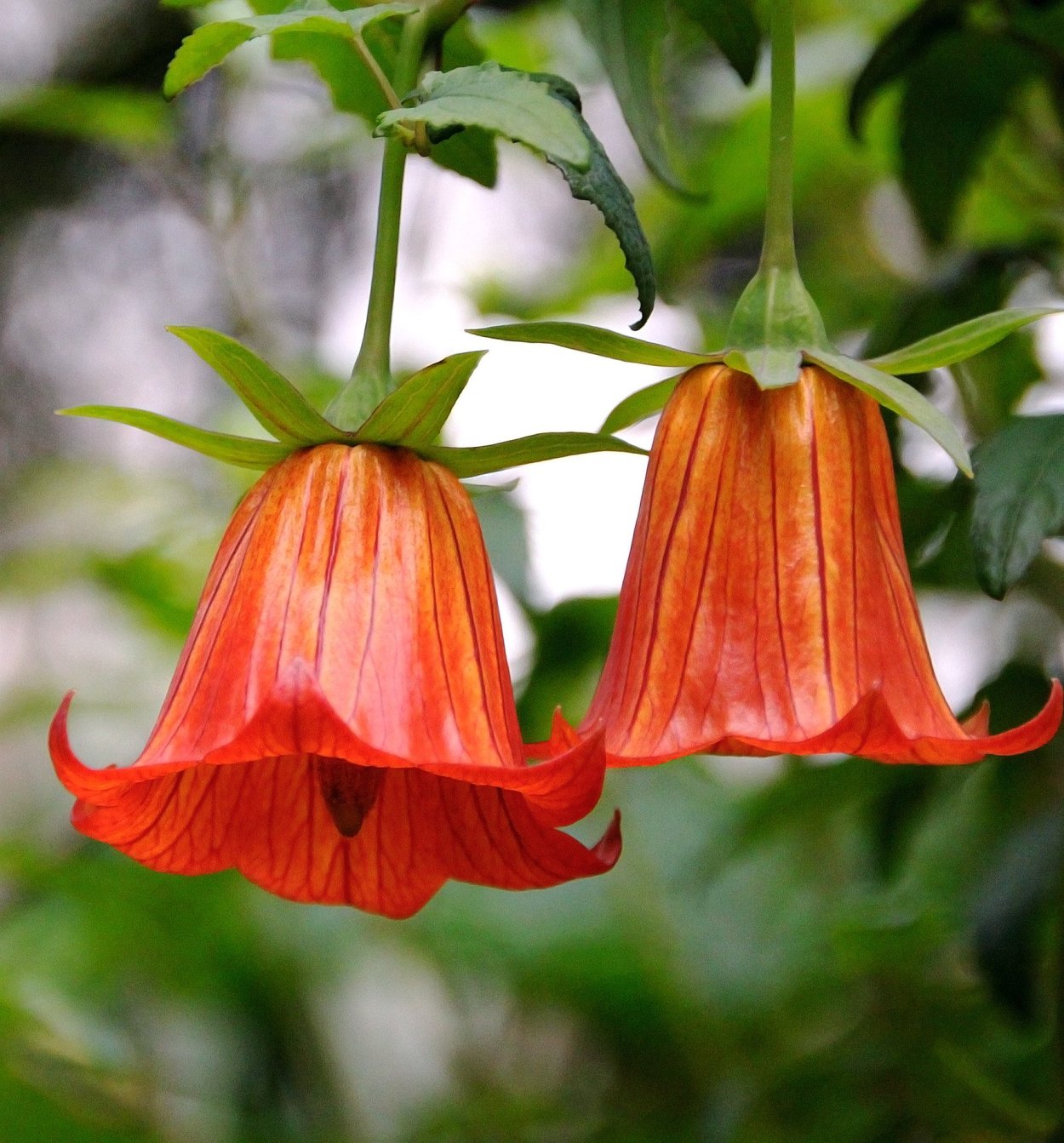 Колерия Лурдес