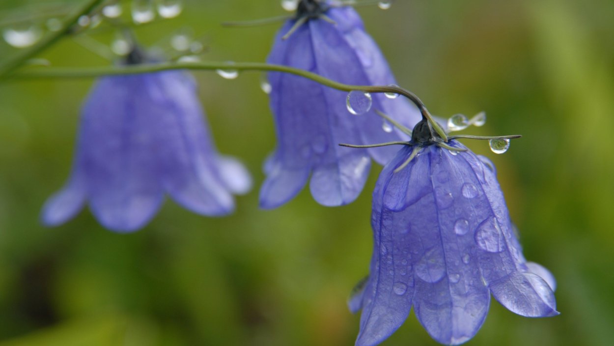 Букет с колокольчиками