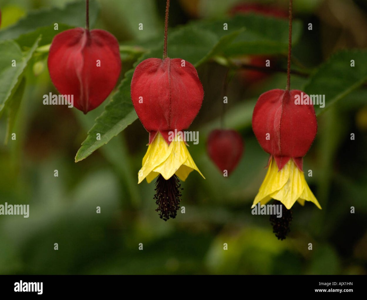 Красный колокольчик цветок