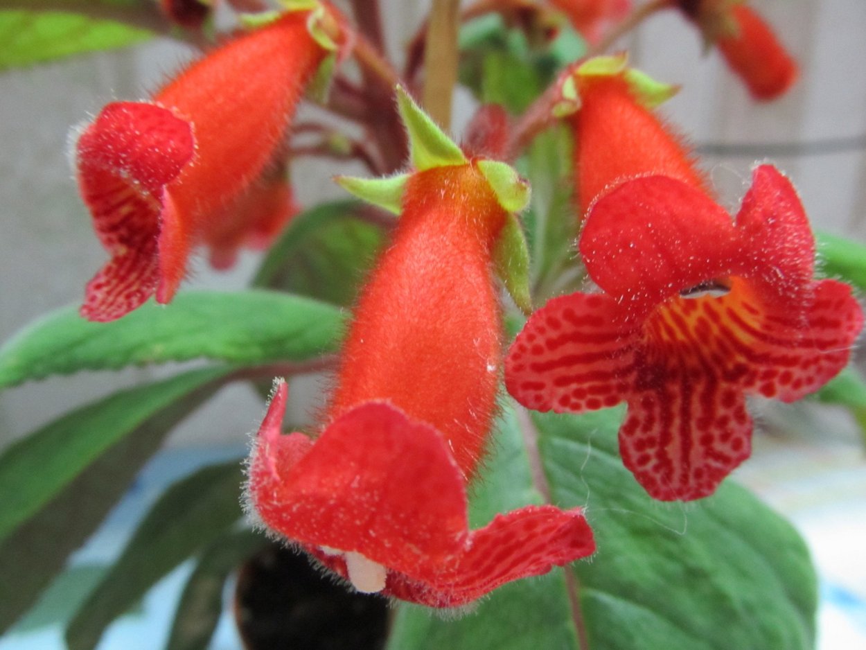 Колерия пушистоцветковая