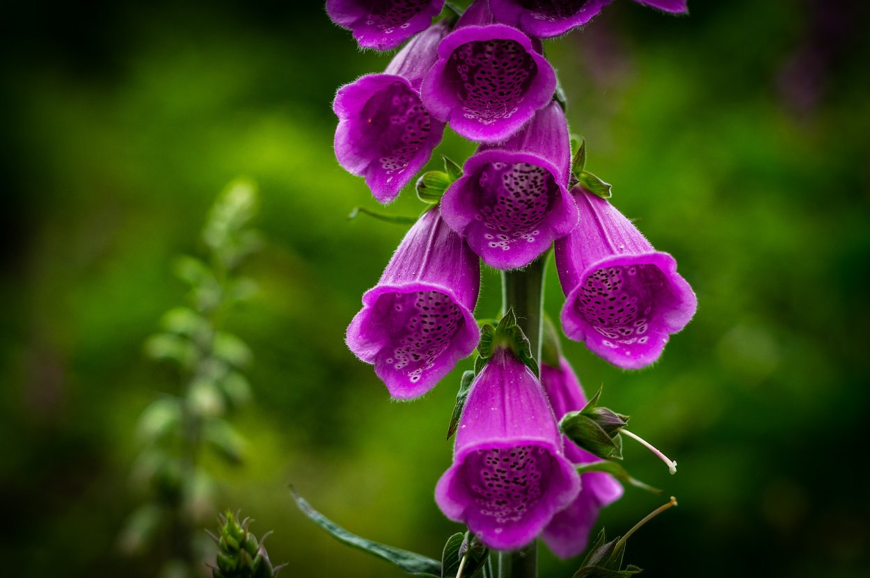 Фуксия Dollarprinzessin