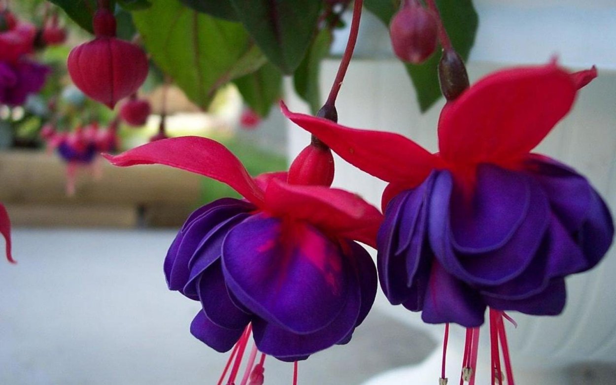 Фуксия трехлистная Fuchsia triphylla