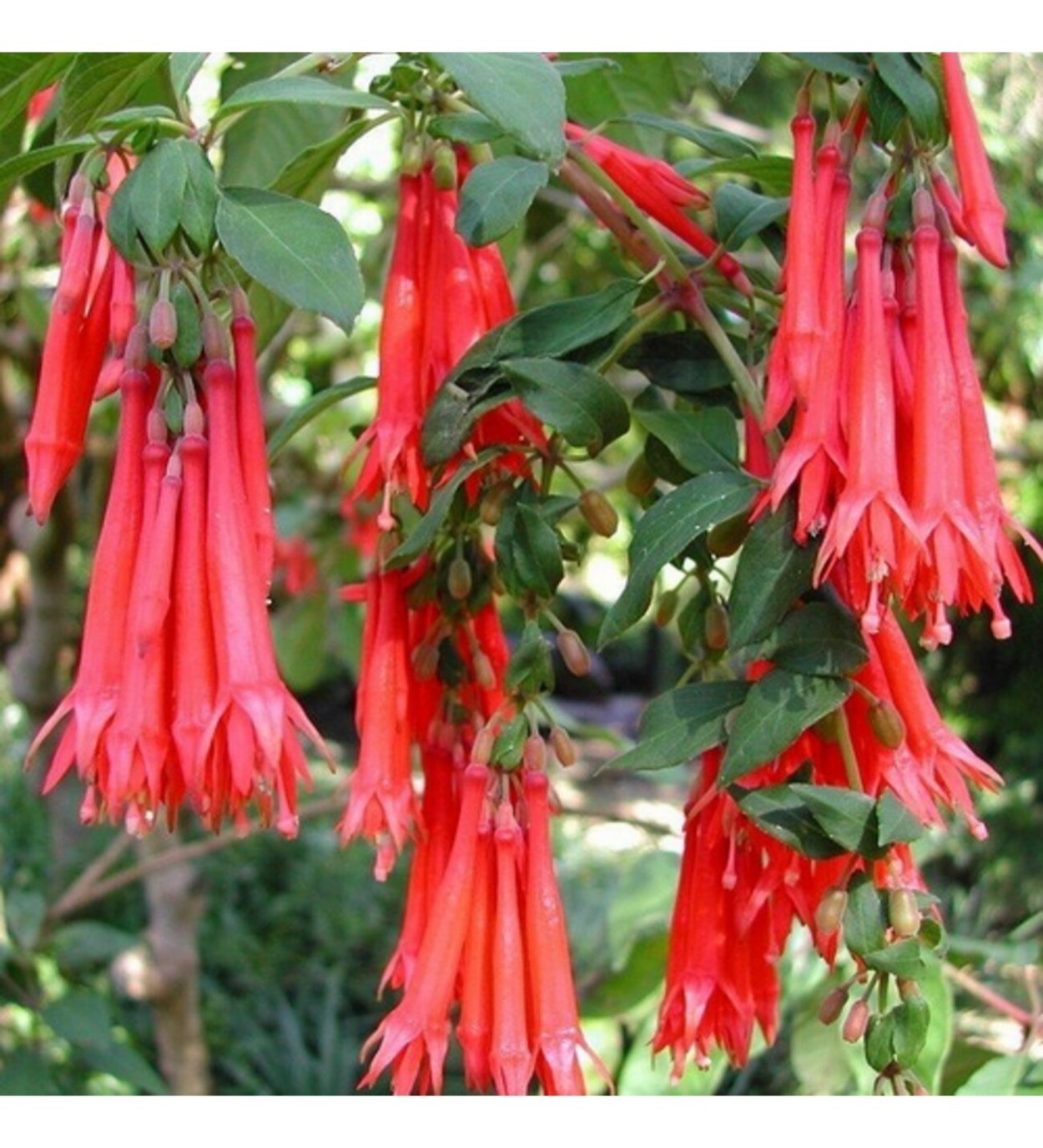 Цветы на воде