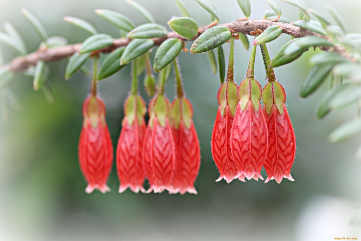 Нежные колокольчики