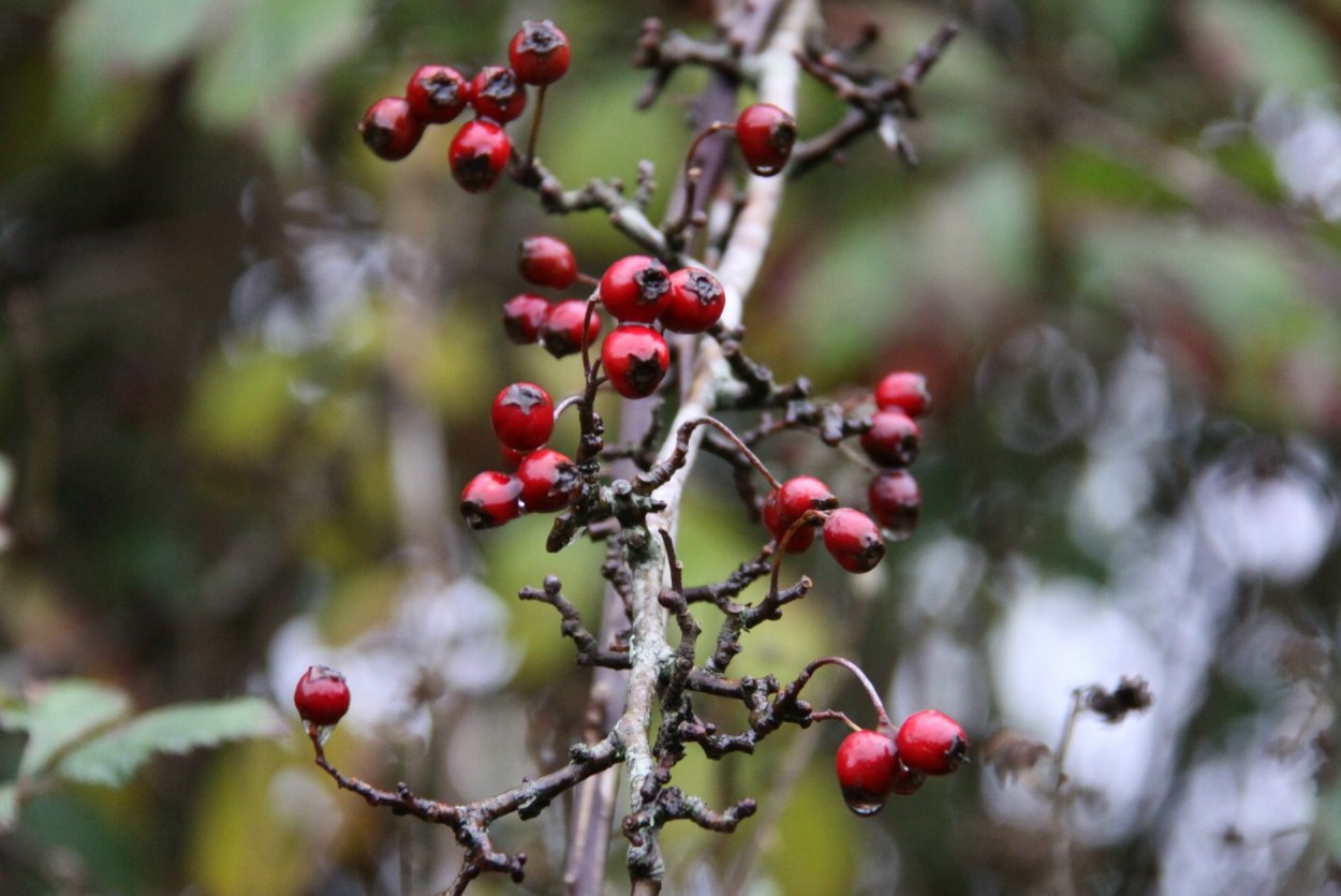 Ягоды которые растут на деревьях