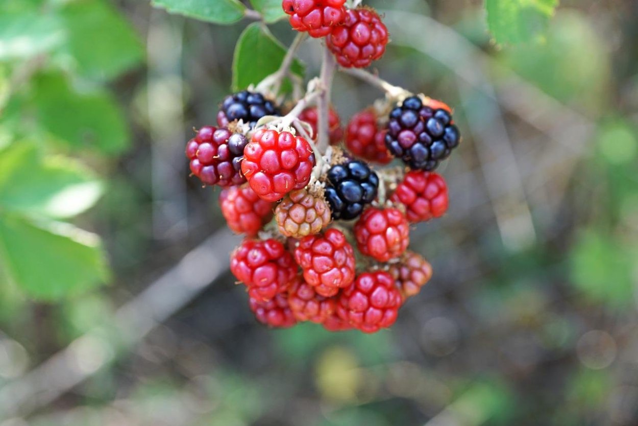 Габби фото ягода