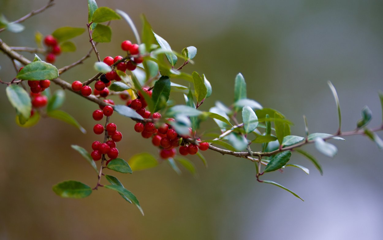 Брусника и Волчья ягода
