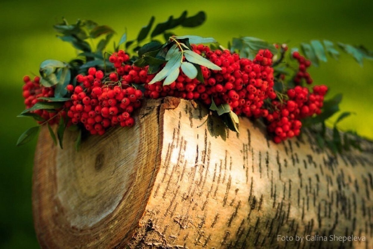 Осенние ягоды на столе