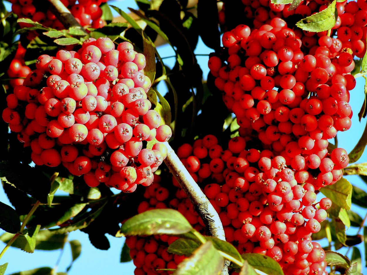 Рябина обыкновенная гроздь