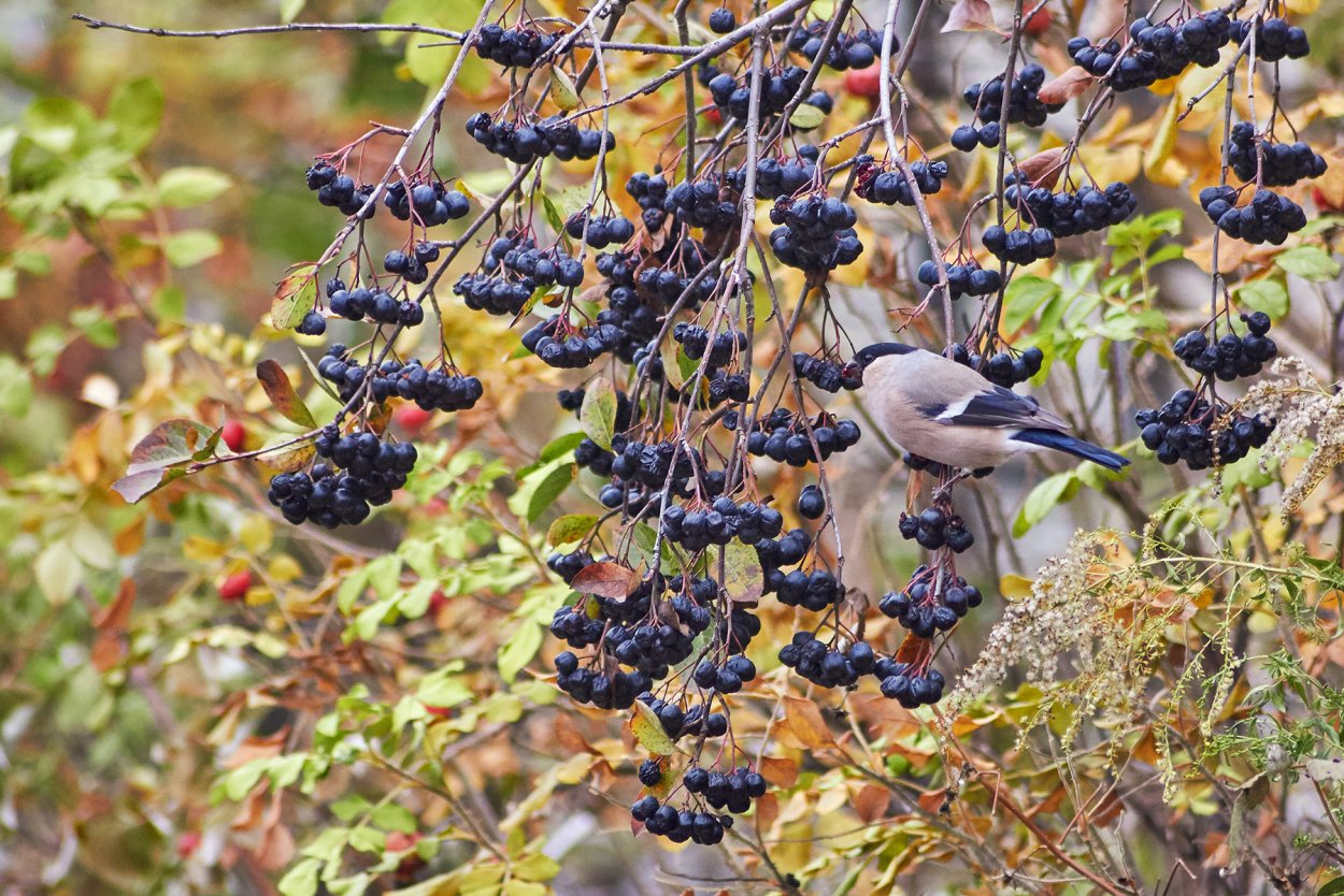 Чёрноплодная рябина и птицы