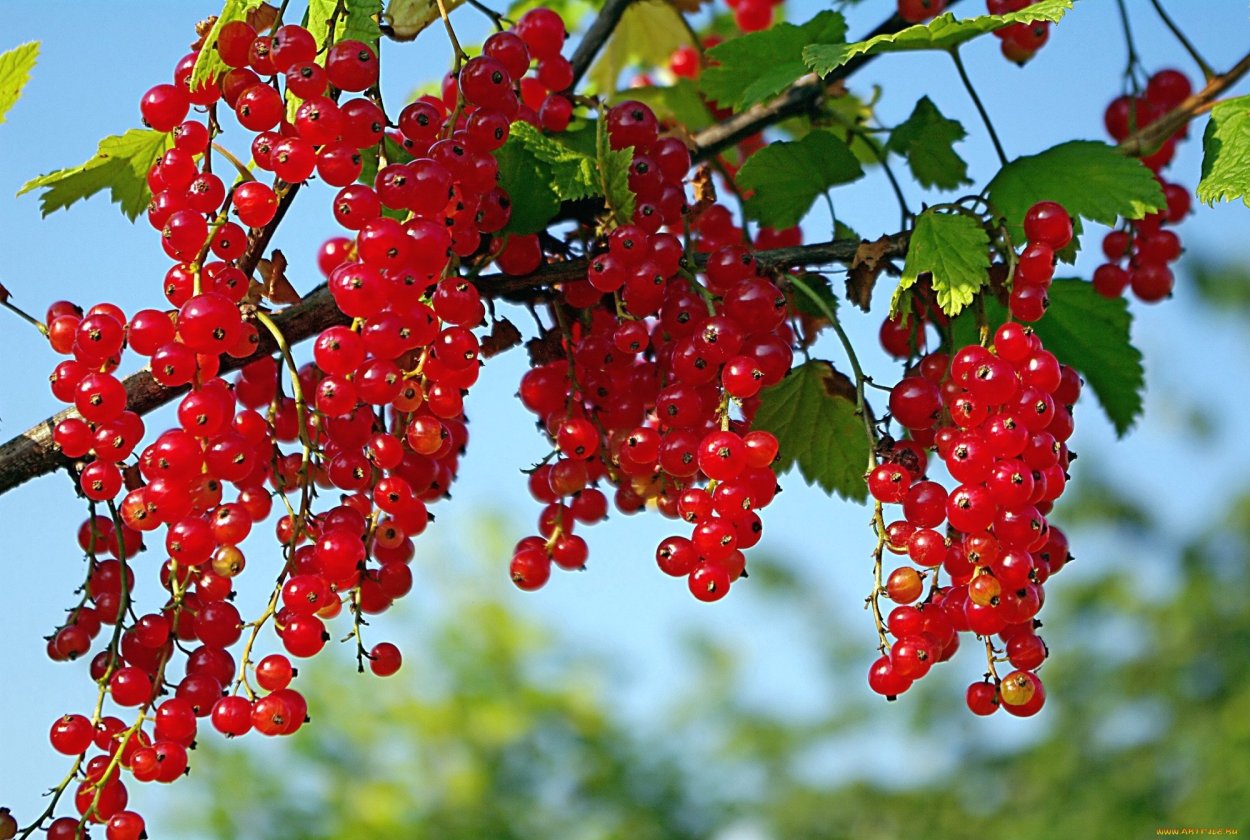 Смородина красная