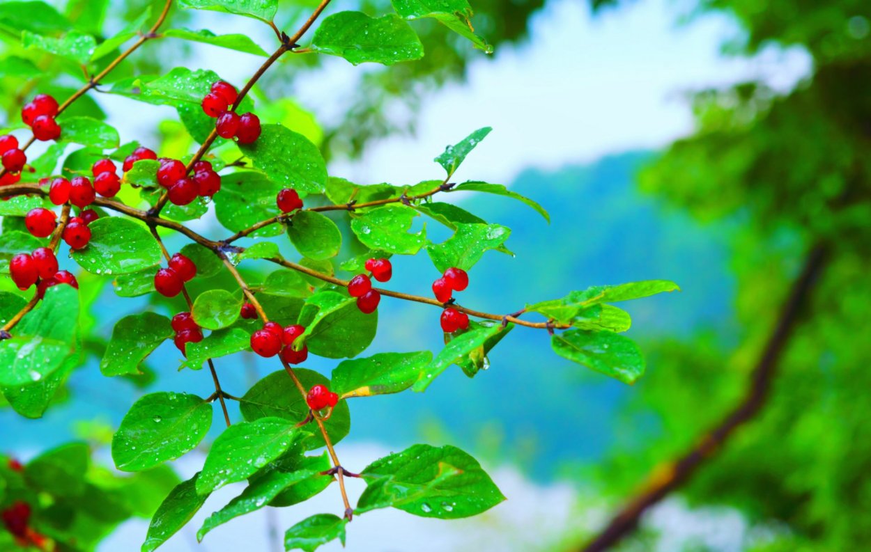 Ветка с красными ягодами