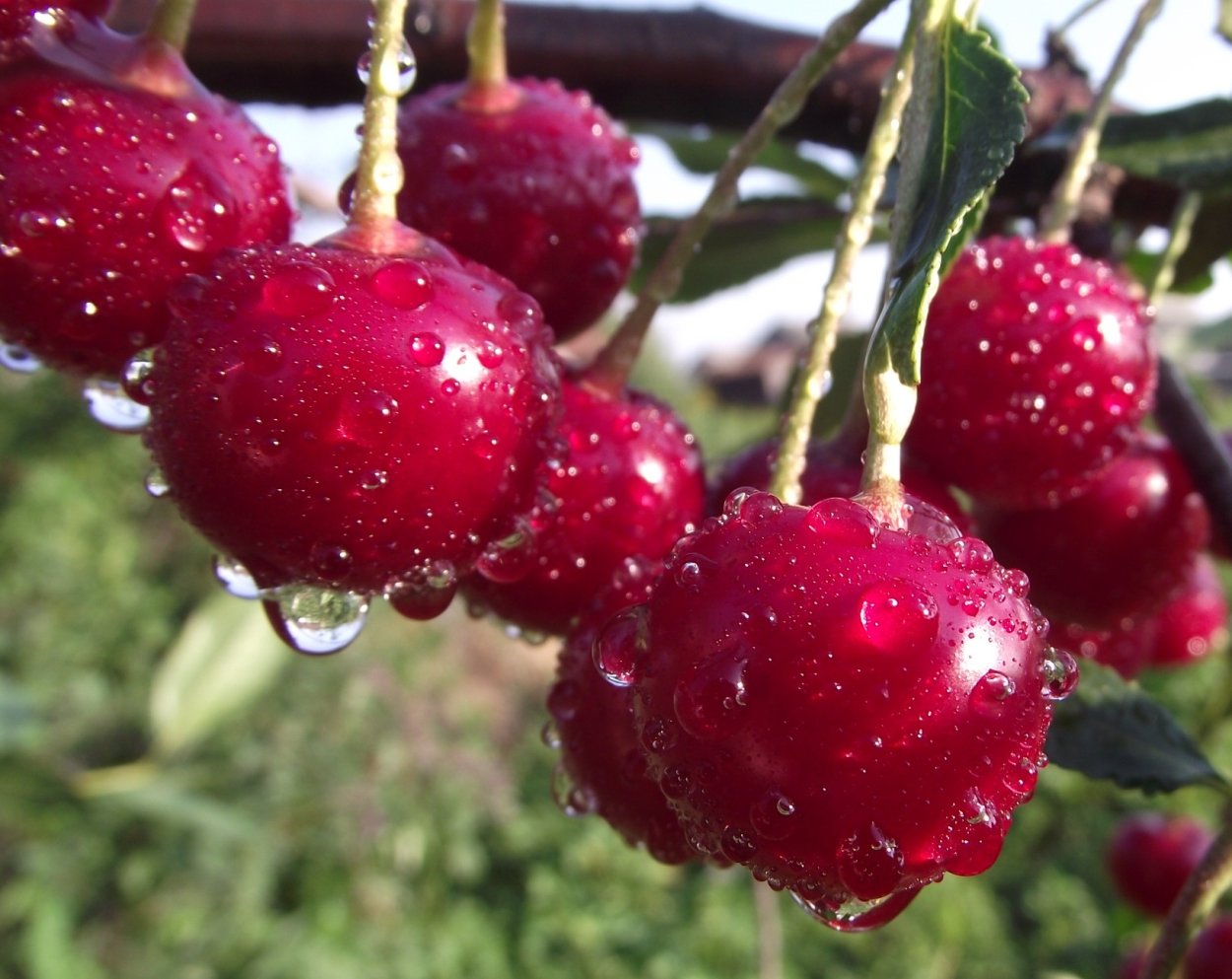 Вишня десертная Морозовой