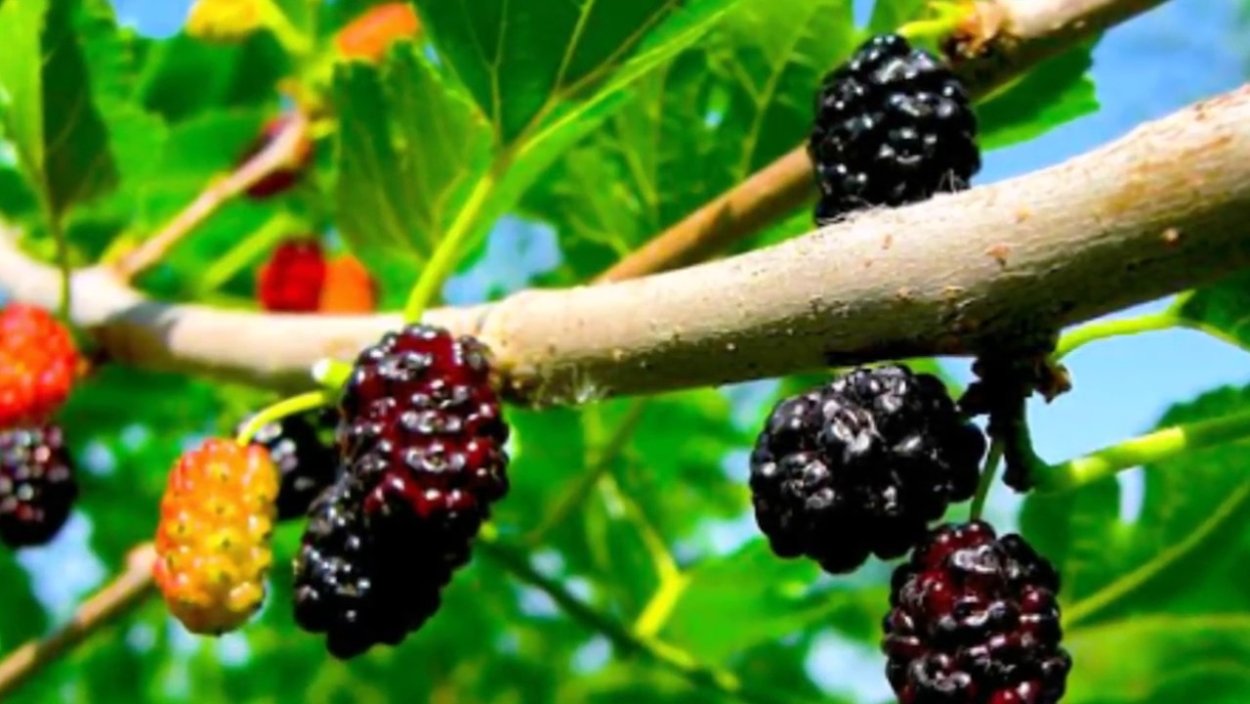 Шелковица Елизавета