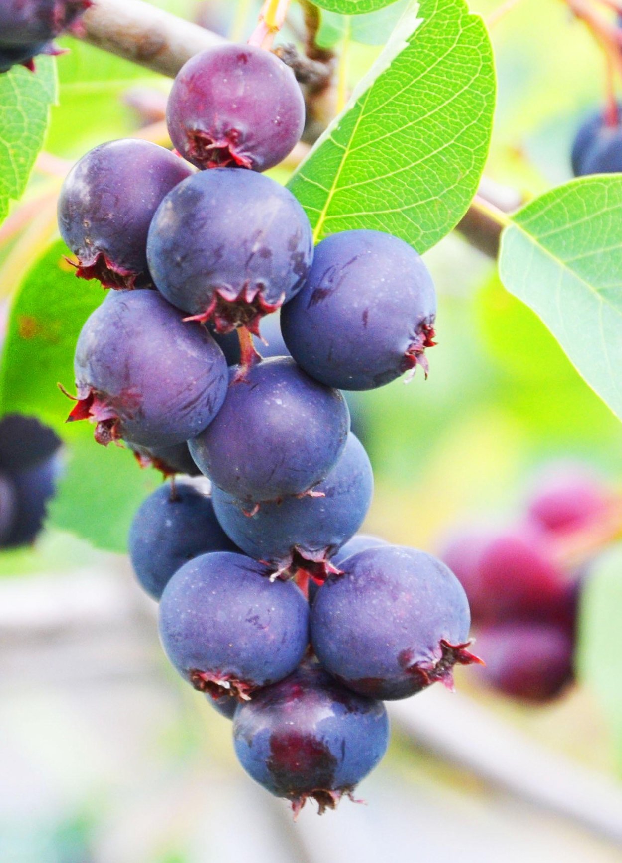 Ирга ольхолистная Нортлайн