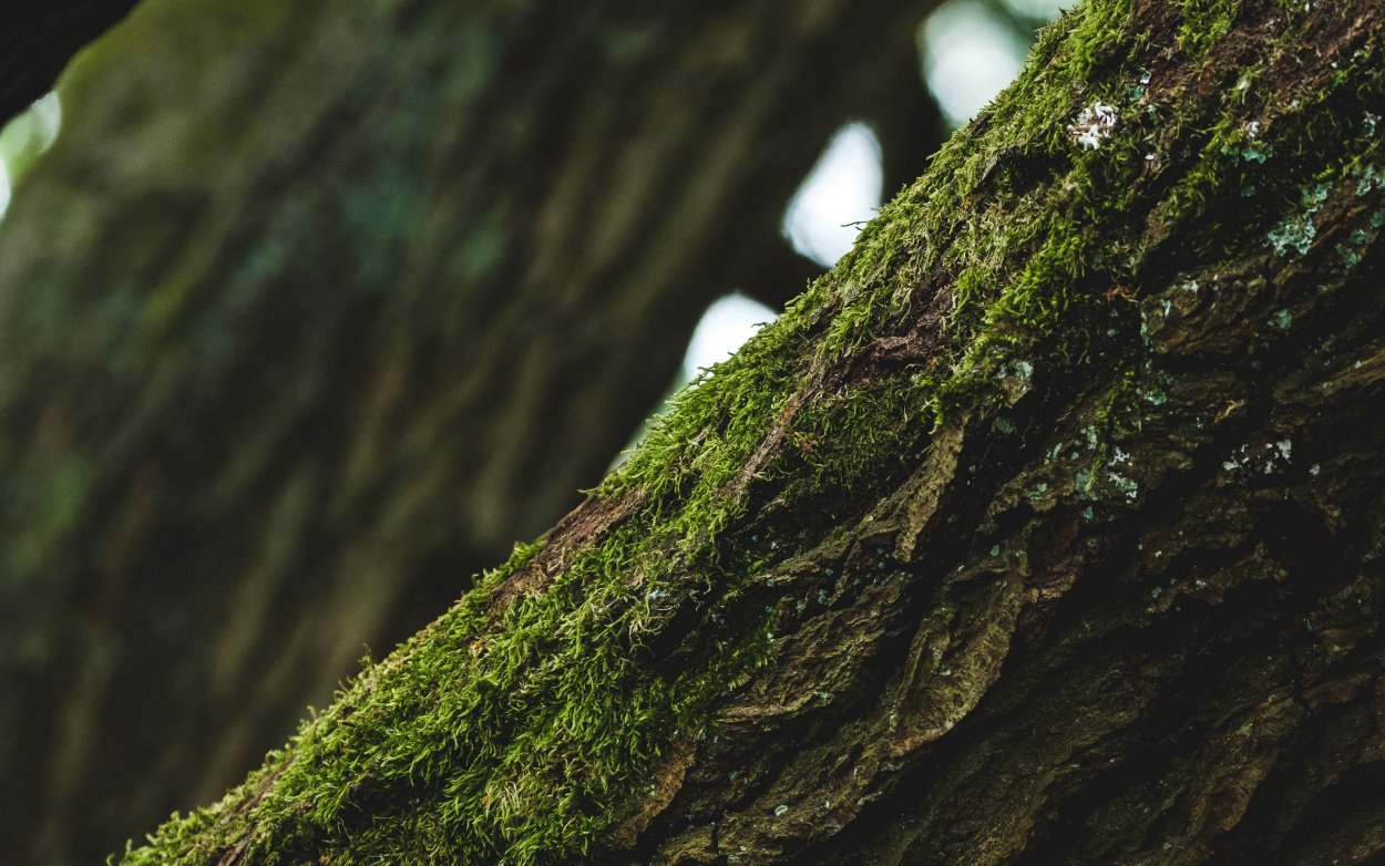 Мох на дереве