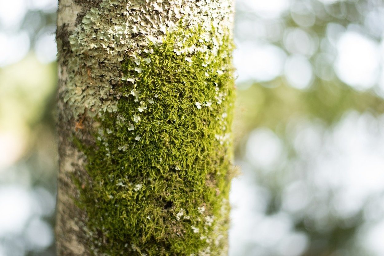 Древесный мох