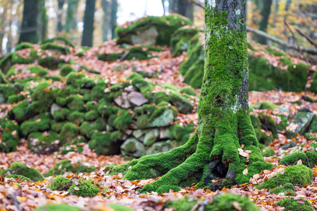 Моховидные водоросли