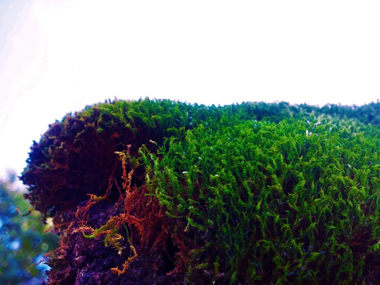 Водоросли. Мхи