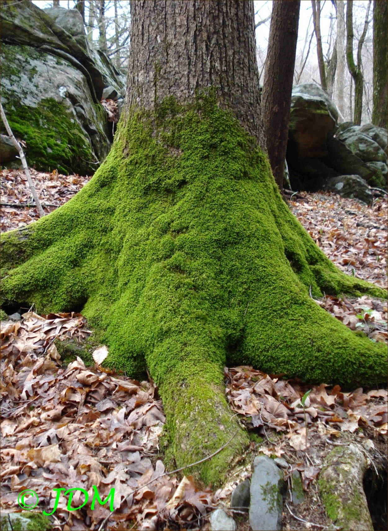 Мох мох курдюк