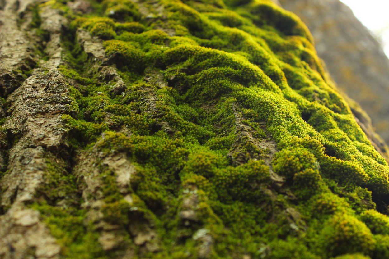 Мох тамарассери