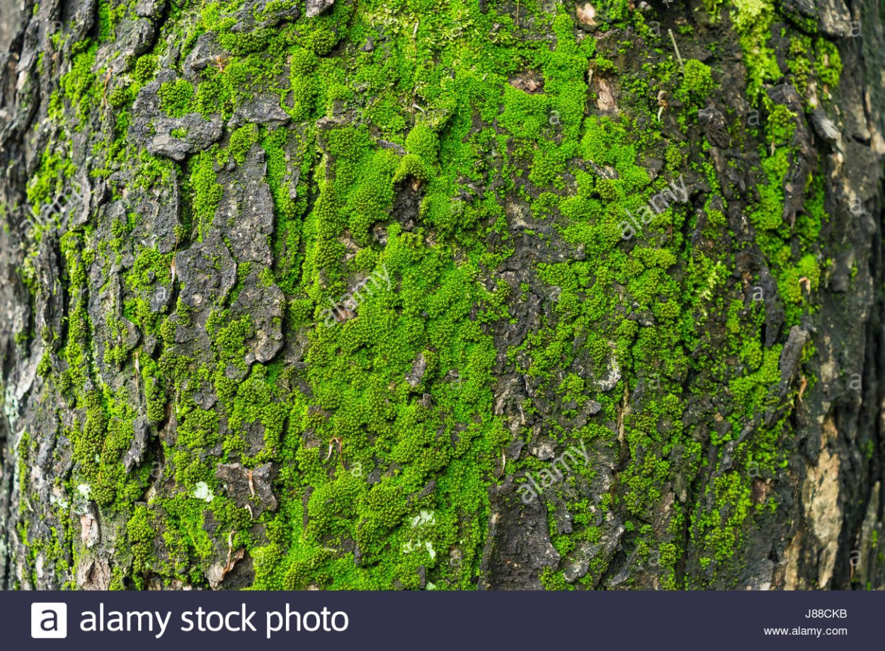 Плеврокок на коре дерева