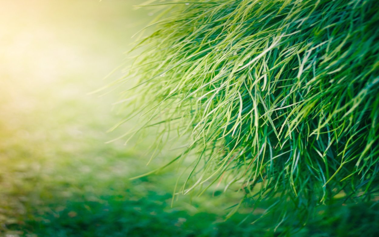 Обои на рабочий стол трава