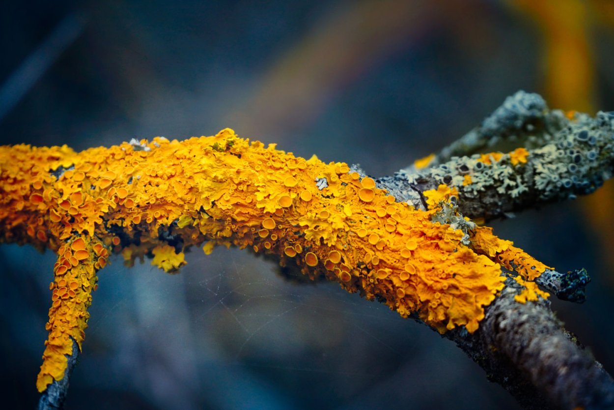 Накипные лишайники на деревьях