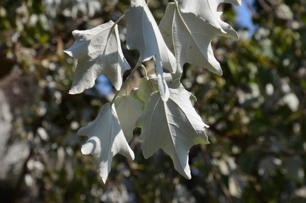 Cornus Alba elegantissima