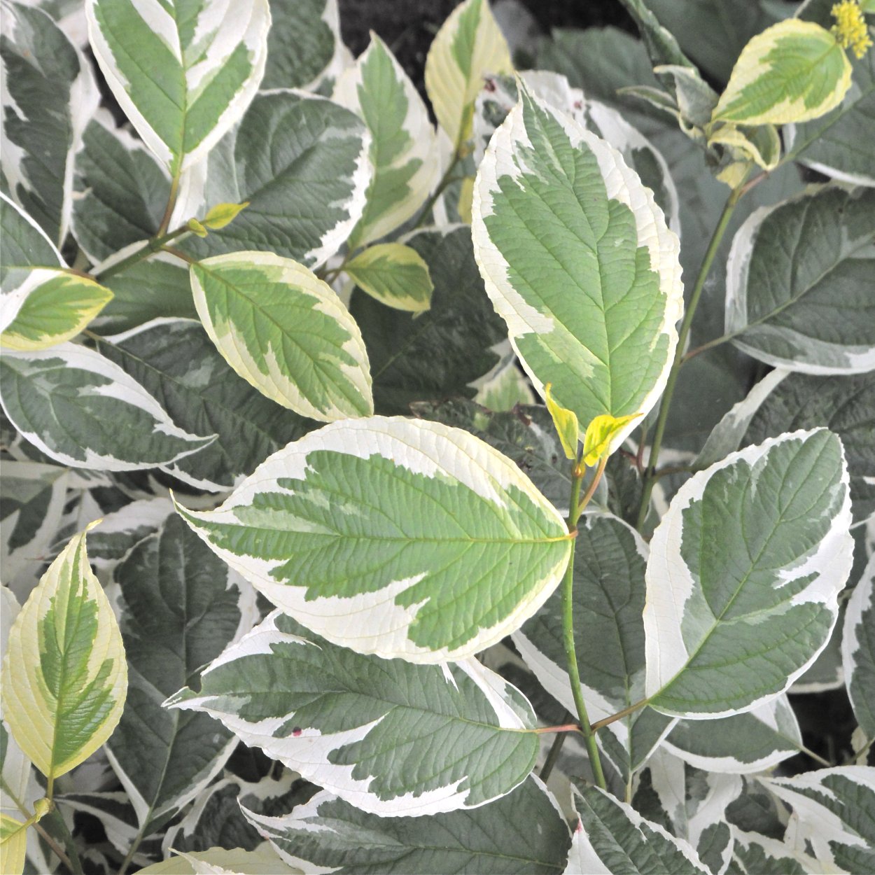 Сибирский лох кустарник