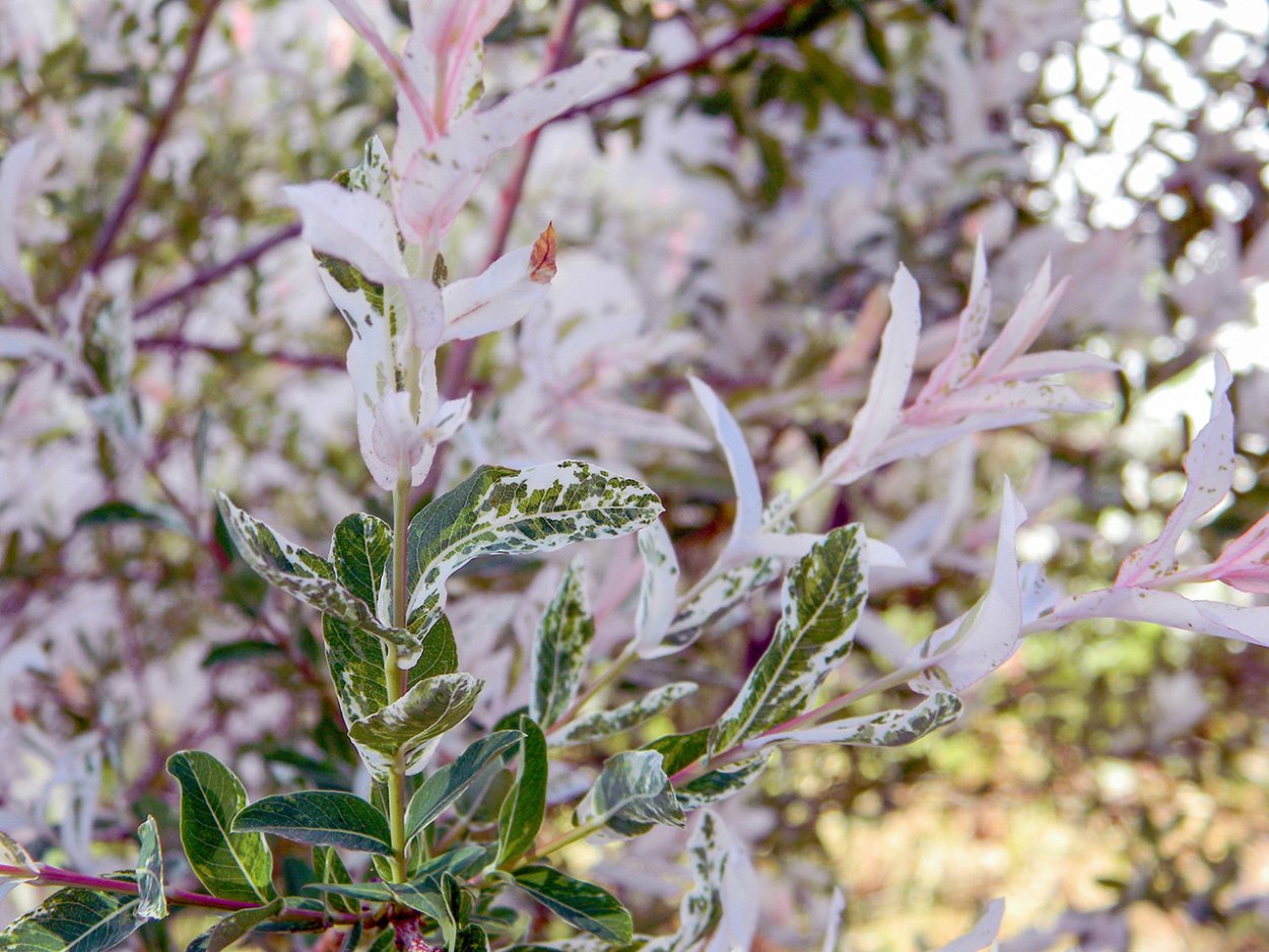 Ива цельнолистная (Salix Integra Hakuro Nishiki)