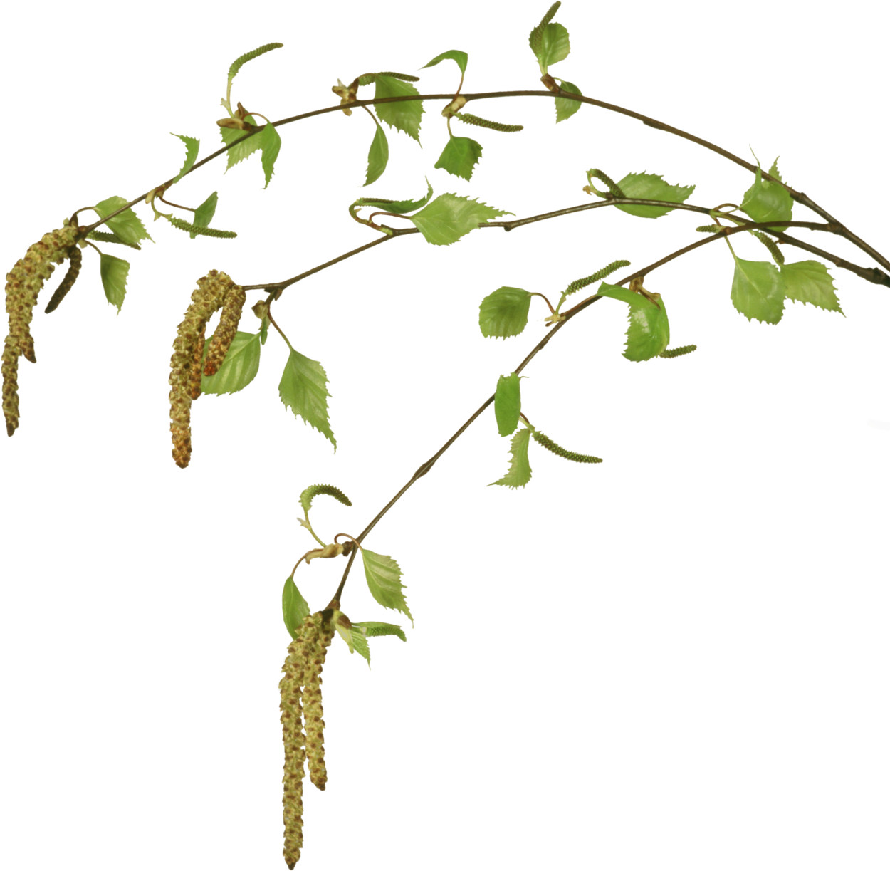 Березовые бруньки Gyu