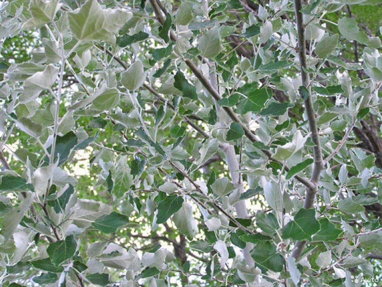 Populus Alba Тополь белый