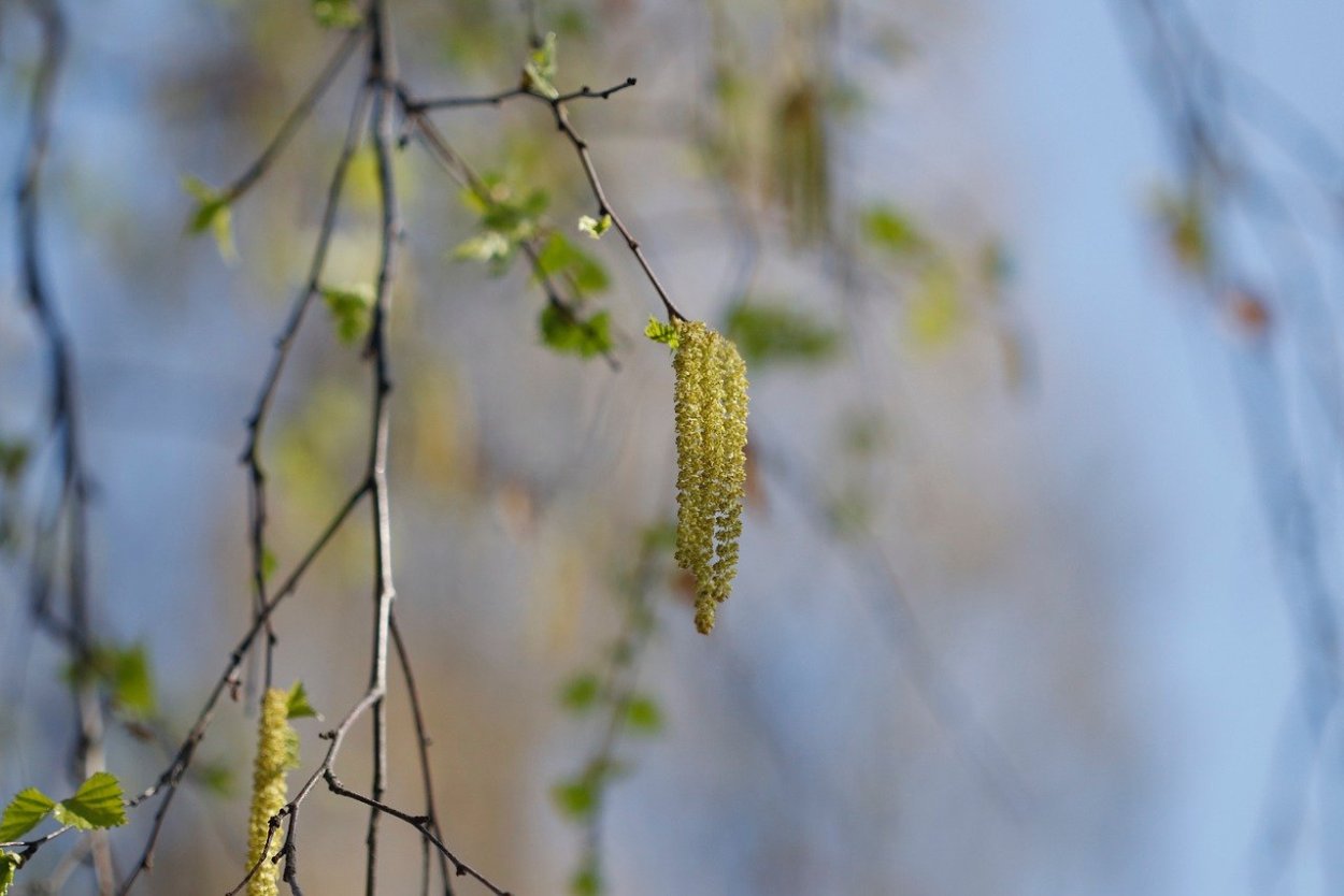 Birch catkins