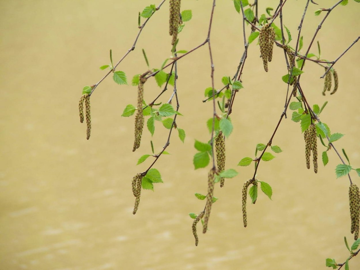 Ветка березы весной