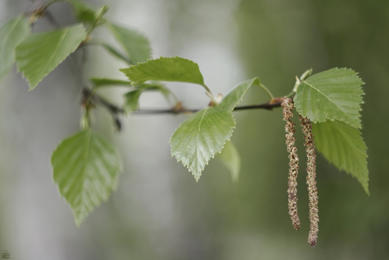 Березовые бруньки