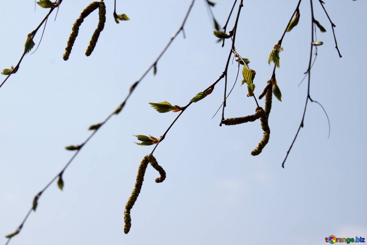 Весенняя береза