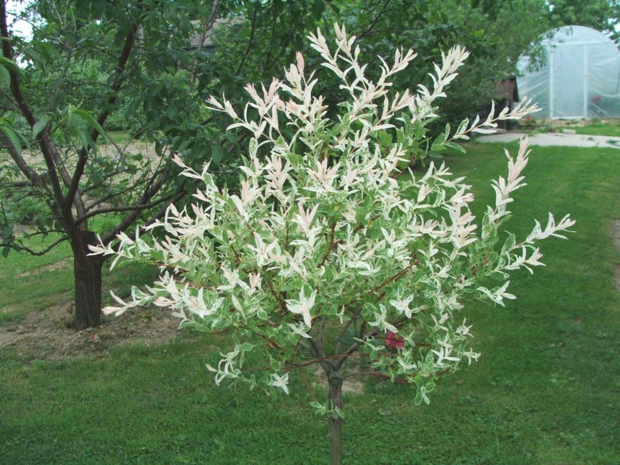 Лох серебристый (Elaeagnus commutata)