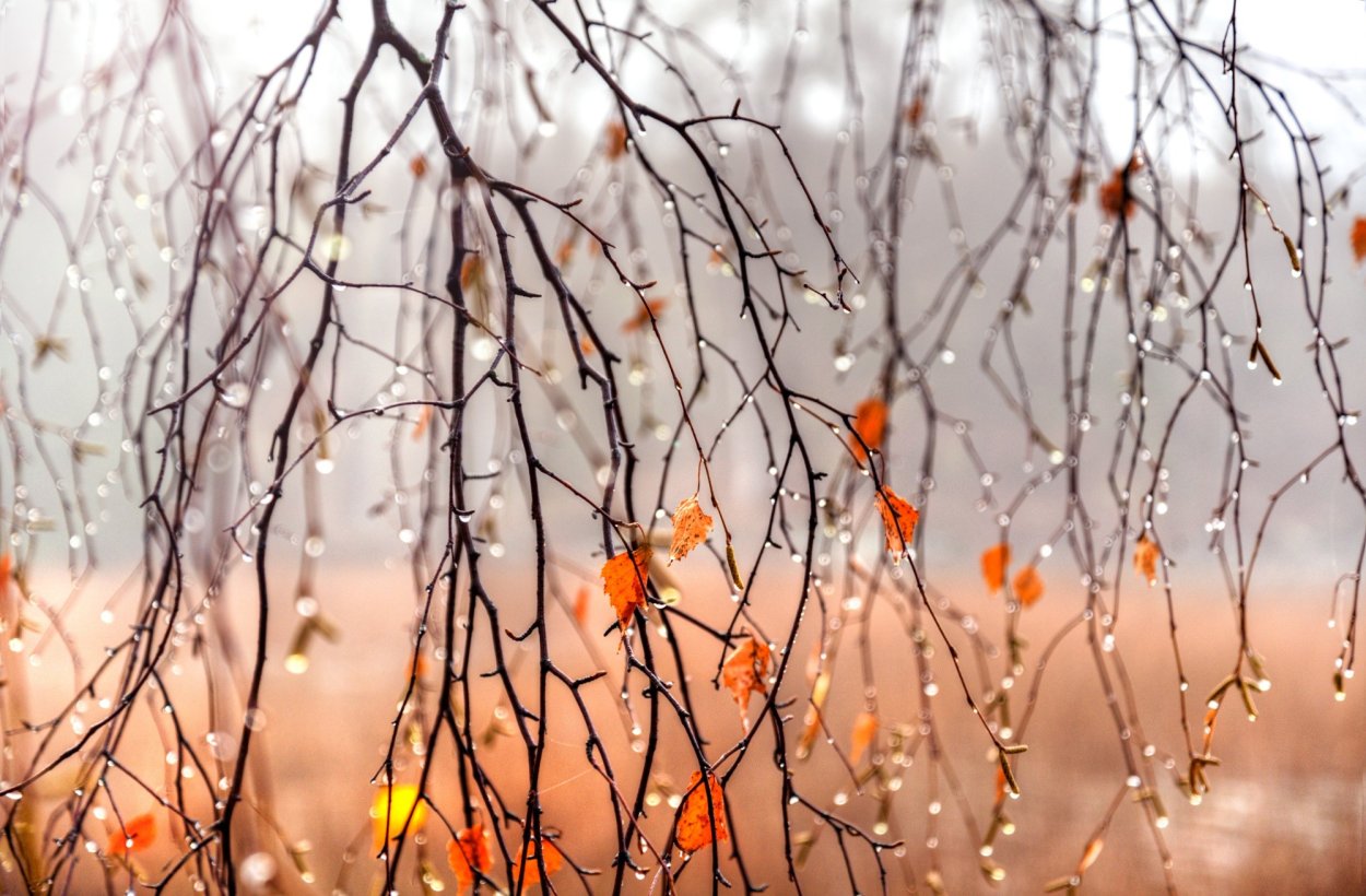 Осенняя ветка